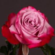 Роза чайно-гибридная Дип Пурпл